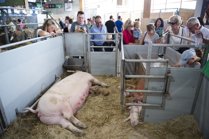 Menschen beaeugen Schweine, an der 72. OLMA Schweizer Messe fuer Landwirtschaft und Ernaehrung, am Donnerstag, 9. Oktober 2014, in St. Gallen. (KEYSTONE/Gian Ehrenzeller)