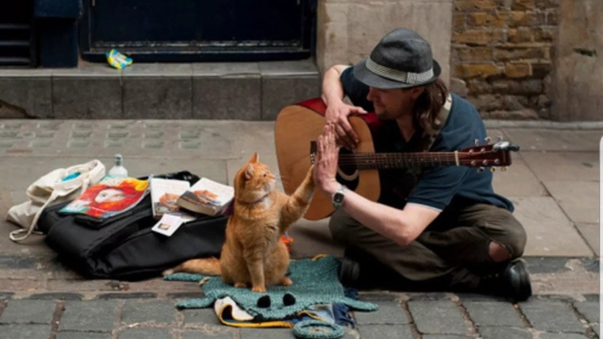 Bob Der Streuner Die Beruhmteste Strassenkatze Der Welt Ist Tot Watson