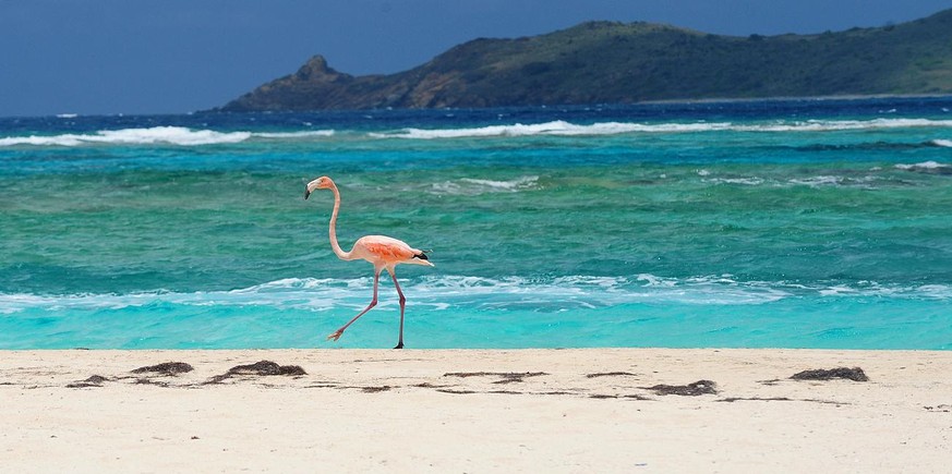 A flamingo walks along the beach on Necker Island in the British Virgin Islands, Friday, May 17, 2013. Richard Branson, the adventuring CEO and founder of the Virgin Group of companies is co-hosting a ...