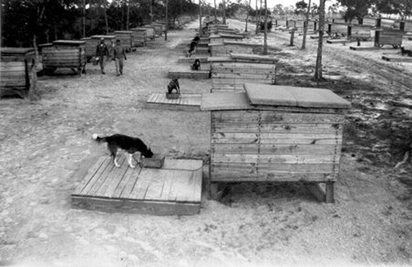Hunde vor ihren Zwingern auf Cat Island, 1942.