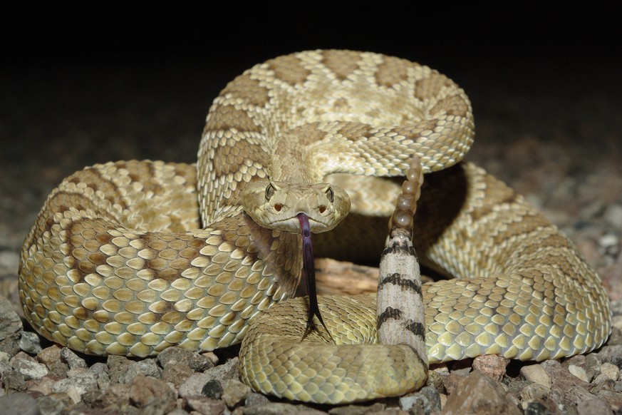 rattlesnake klapperschlange reptil tier gift giftig USA mohave