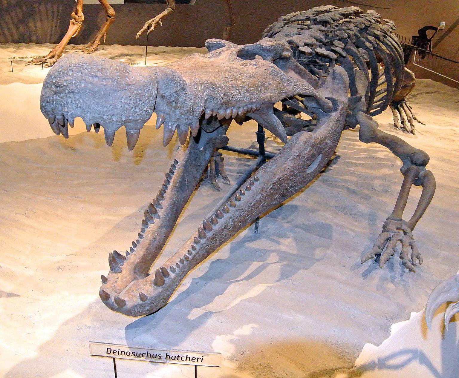Skelettrekonstruktion von Deinosuchus im Natural History Museum von Utah.
https://de.wikipedia.org/wiki/Deinosuchus#/media/Datei:Deinosuchus_hatcheri_052913.jpg