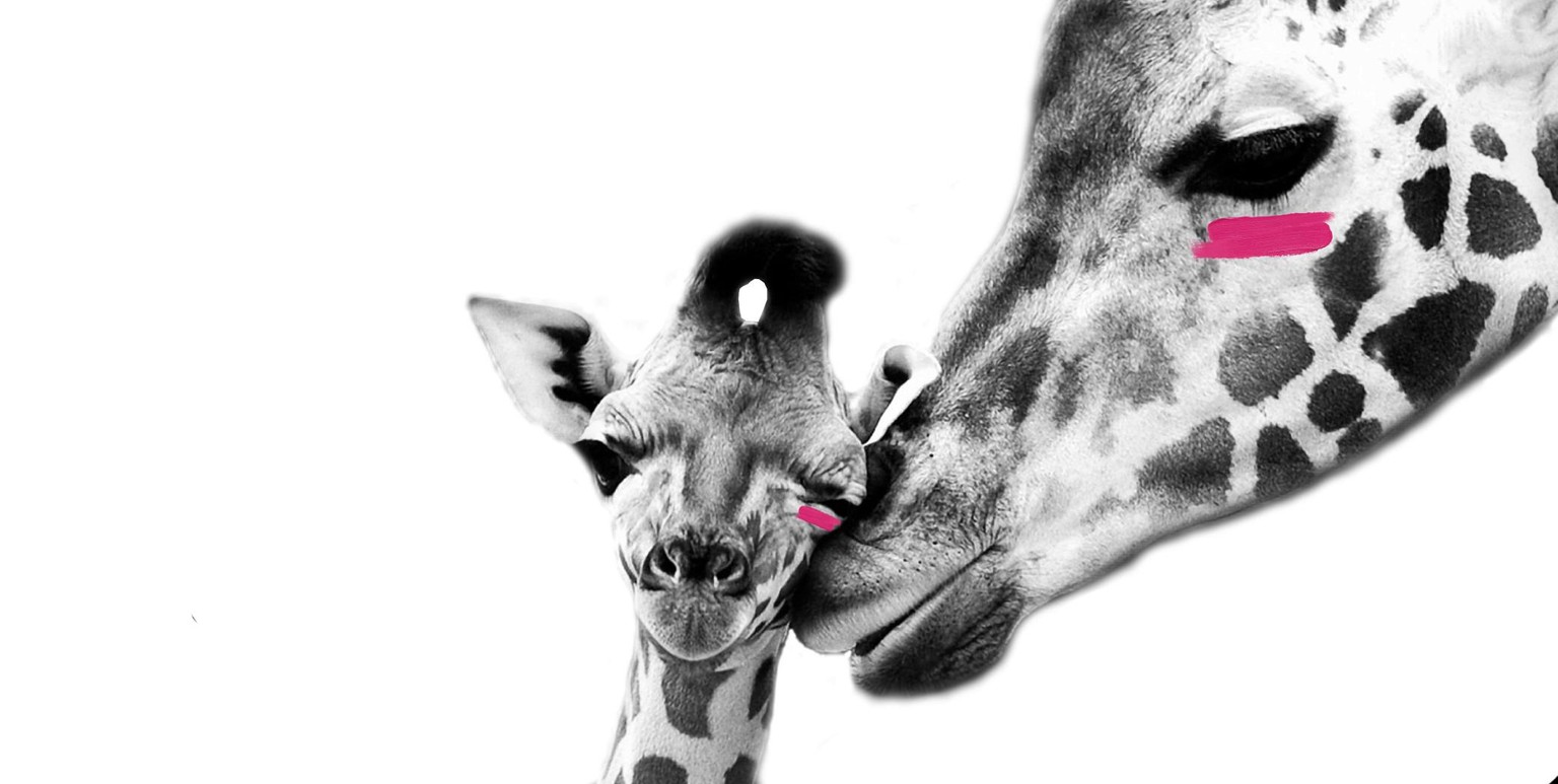 Giraffen Mutter und Baby mit Swoosh