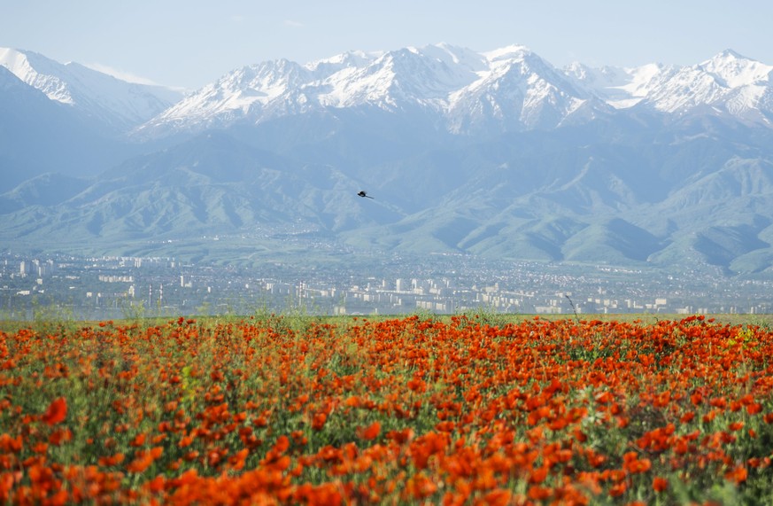 A bird flies over a blossoming poppy field against the backdrop of a city and the Tien Shan mountains at outskirts of Almaty, Kazakhstan, May 14, 2015. REUTERS/Shamil Zhumatov TPX IMAGES OF THE DAY