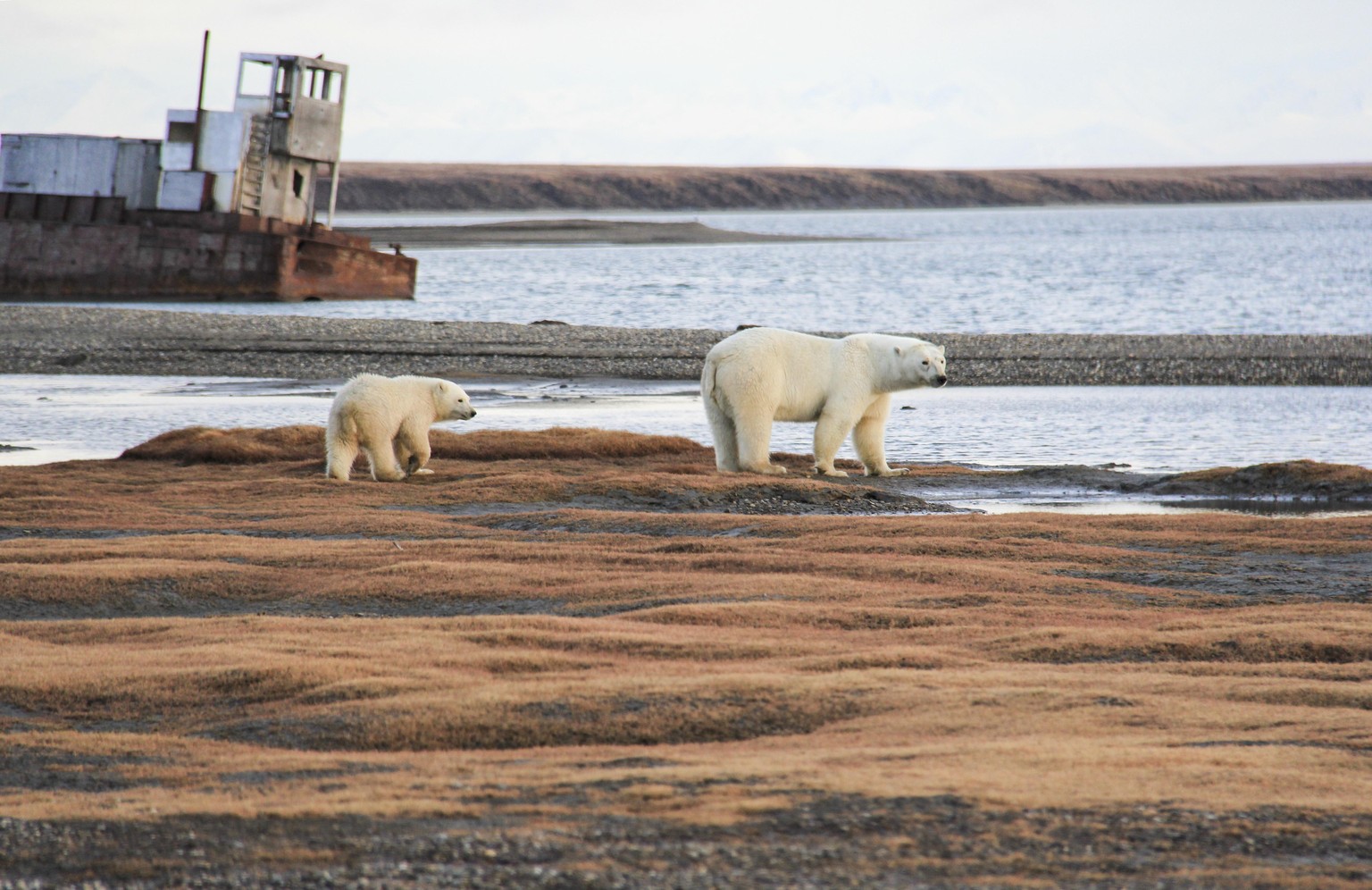 Eisbären in Kaktovik, Alaska
https://www.usgs.gov