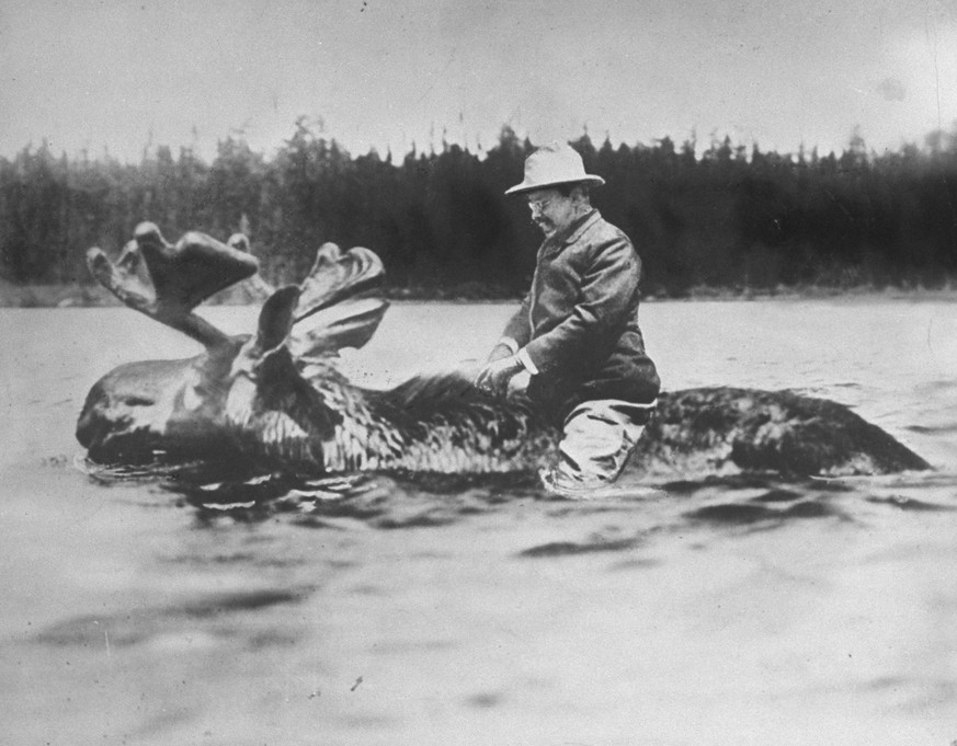 UNSPECIFIED - 1900: Theodore Roosevelt riding a moose. (Photo by Underwood And Underwood/Underwood And Underwood/The LIFE Picture Collection via Getty Images)