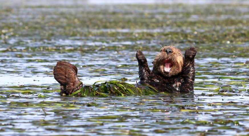 The Comedy Wildlife Photography Awards 2017
Penny Palmer
San Rafael
United States

Title: Cheering sea otter
Caption: Hallelujah!
Description: Early morning stretch from a sleepy sea otter
Animal: Sea ...