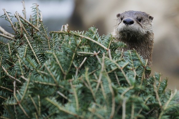 RNPS: YEAREND REVIEW 2014 - BEST OF ANIMALS

A river otter looks for food stashed in a used Christmas tree at the Buttonwood Park Zoo in New Bedford, Massachusetts in this January 16, 2014 file phot ...