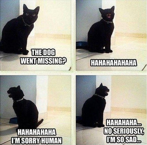 Schwarze Katze ist sarkastisch.

http://imgur.com/gallery/GECY3