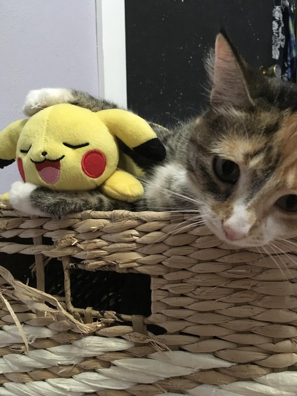 Pikachu Katze
Cute News
http://imgur.com/gallery/DofOJ