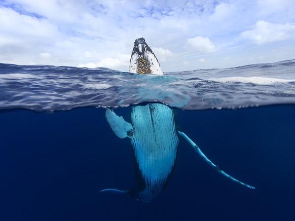 When I set out to capture an image of the Humpback whale in Tonga I never expected to capture an image like this. After spending 2 hours with this 40 tonne female I managed to freeze a special moment  ...