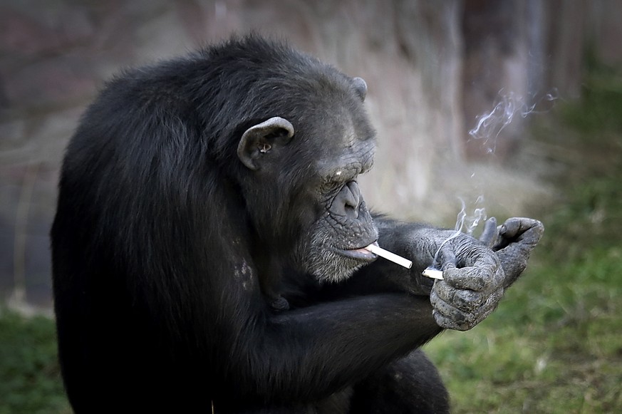 Azalea, whose Korean name is &quot;Dalle&quot;, a 19-year-old female chimpanzee, lights one cigarette from another at the Central Zoo in Pyongyang, North Korea on Wednesday, Oct. 19, 2016. According t ...