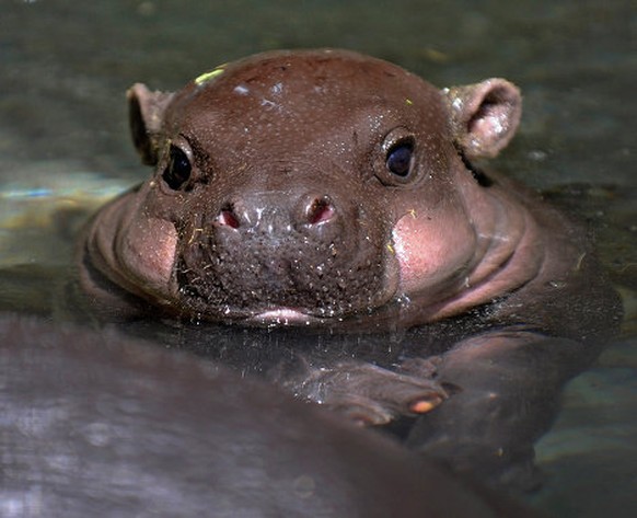 Baby-Hippo
Cute News
https://imgur.com/gallery/MO5Llkx