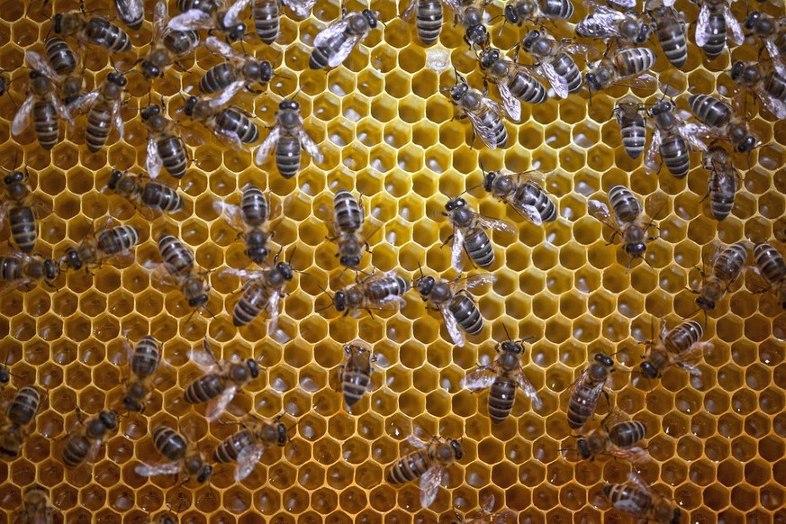 Honeybees of apiculturist Benedict Reinhardt, pictured on April 29, 2010 in Therwil in the canton of Basel-Land, Switzerland. (KEYSTONE/Martin Ruetschi)

Bienen des Baselbieter Imkers Benedict Reinhar ...