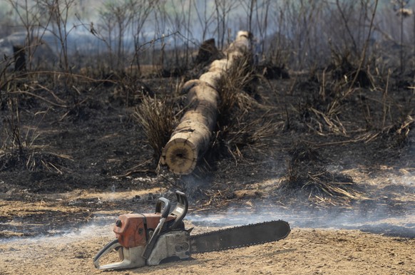 A rancher&#039;s chainsaw sits idle next to a felled tree in an area consumed by fire near Novo Progresso, Para state, Brazil, Tuesday, Aug. 18, 2020. A man who did not identify himself blamed a neigh ...