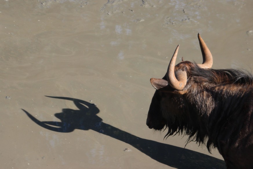 The Comedy Wildlife Photography Awards 2017
Paulette Struckman
Monterey
United States

Title: Gnu&#039;s Flash
Caption: Looks like the diet worked!
Description: Gnu and shadow at the watering hole at  ...