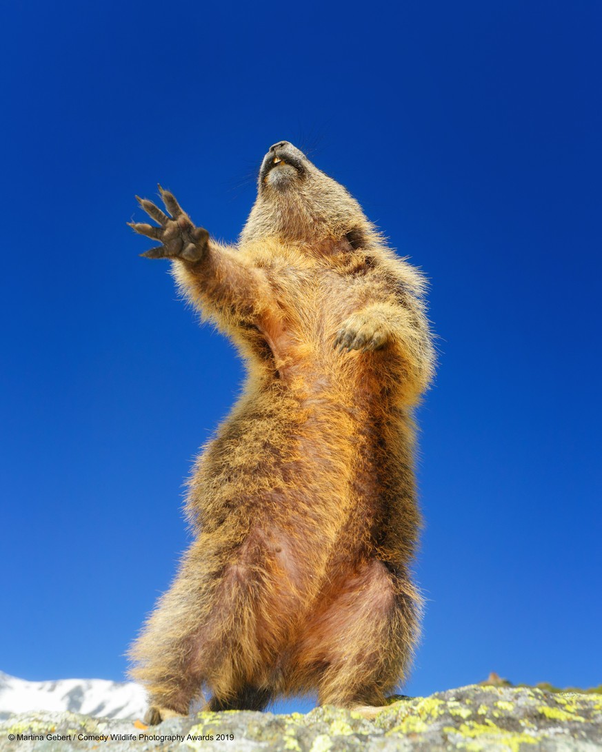 The Comedy Wildlife Photography Awards 2019
Martina Gebert
Ottenhofen
Germany


Title: Dancing...yeah!
Description: Peolpe think us austrian marmots are shy inhabinants of the alps. Eating herbs, livi ...