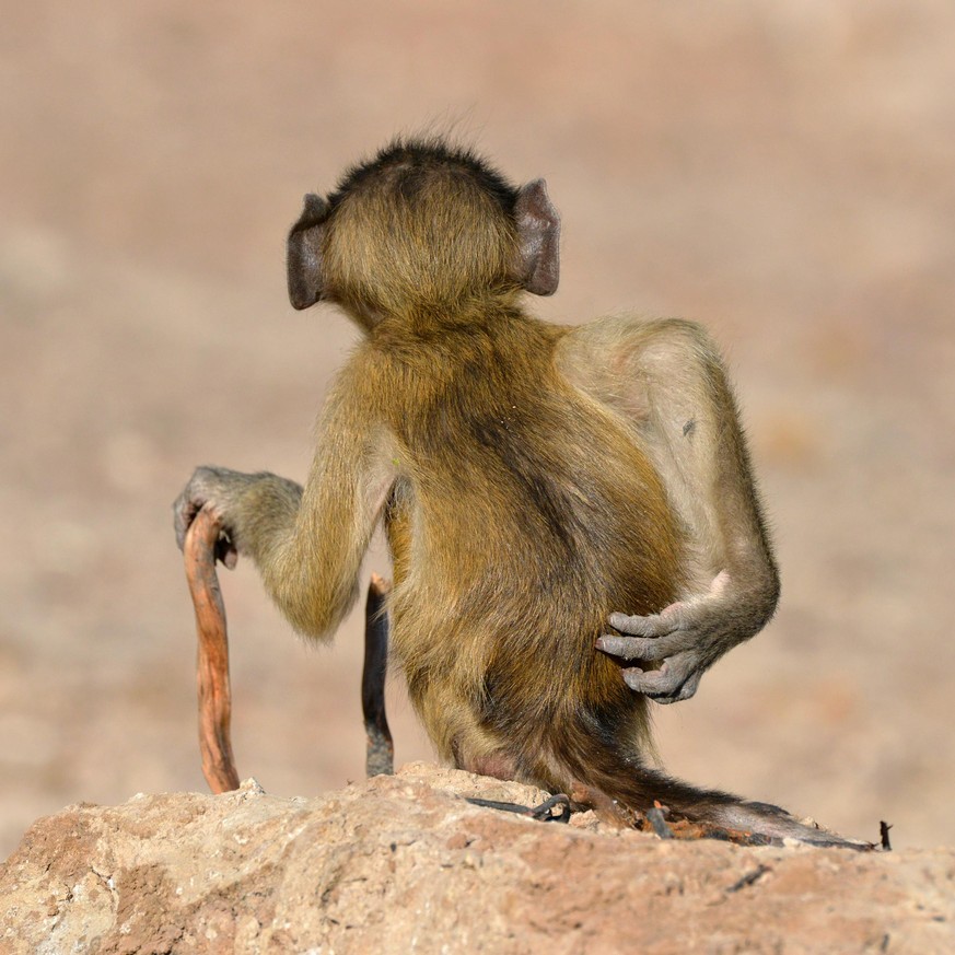The Comedy Wildlife Photography Awards 2020
Martin Grace
Kendal
United Kingdom
Phone: 
Email: 
Title: Socially Uninhibited
Description: I am sure we all know, or have met, little old men like this - l ...
