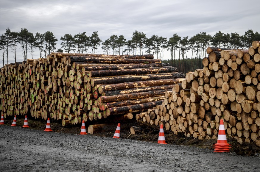 Cleared trees lie stacked on the entrance to the site for the planned Tesla factory near Gruenheide, Germany, Sunday, Feb. 16, 2020. The Higher Administrative Court for Berlin-Brandenburg ordered Tesl ...