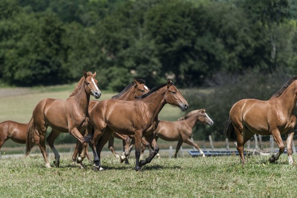 Freiberger horses on a meadow, pictured on the premises of the Freiberger horses breeding farm of the Chene family in Damvant in the Franches-Montagnes, canton of Jura, Switzerland. (KEYSTONE/Christia ...