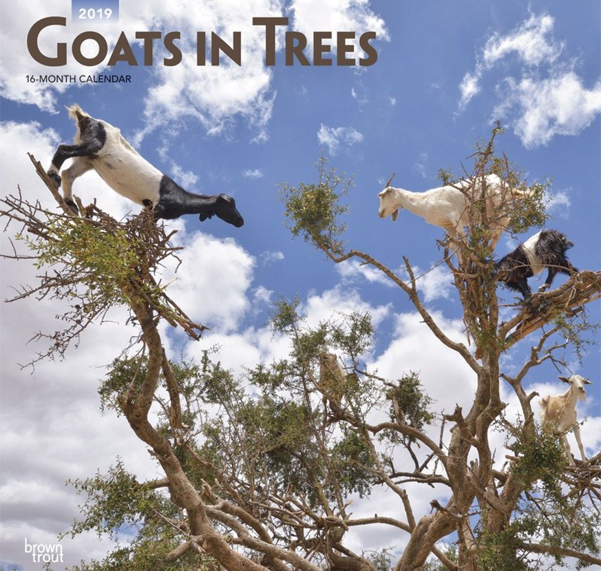 Goats in trees calendar 2019 https://www.calendars.com/Goats-in-Trees-Wall-Calendar/prod201500005028/