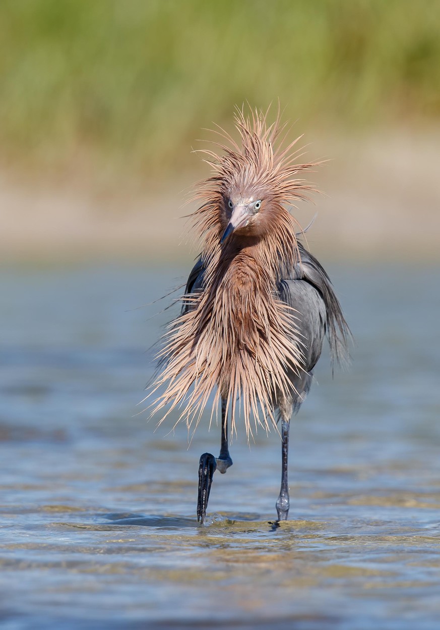The Comedy Wildlife Photography Awards 2020
Gail Bisson
Sydney
Canada
Phone: 
Email: 
Title: Covid Hair!
Description: This beautiful reddish egret had just finished preening and did a shake-out to det ...