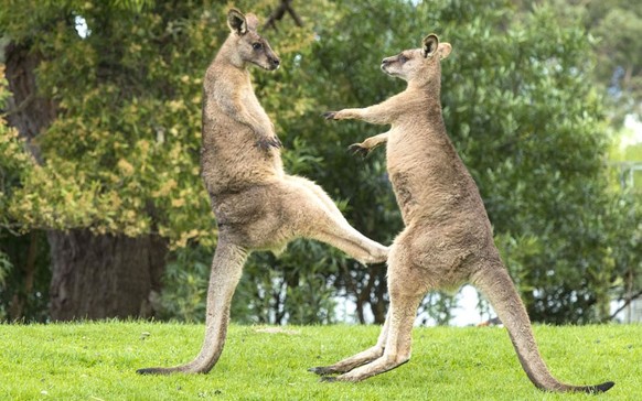 Känguru
Cute News
https://www.reddit.com/r/photoshopbattles/comments/2b4oaf/kangaroo_mid_air_kick/