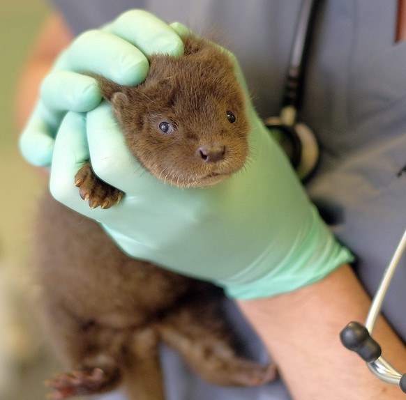 epa05574611 Veterinarian Radoslaw Fedaczynski with a tiny otter in the Rehabilitation Centre of the Protected Animals in Przemysl, South-East Poland, 07 October 2016. The otter was abandoned by his mo ...