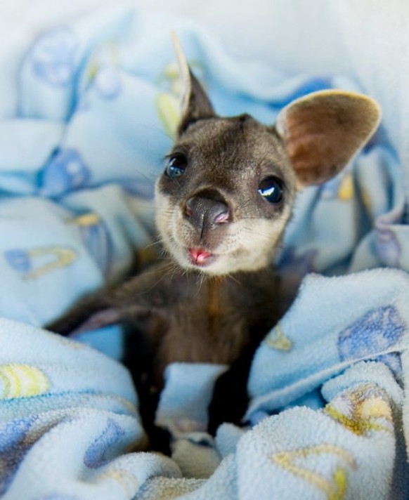 Känguru
Cute News
https://imgur.com/gallery/tn5dP