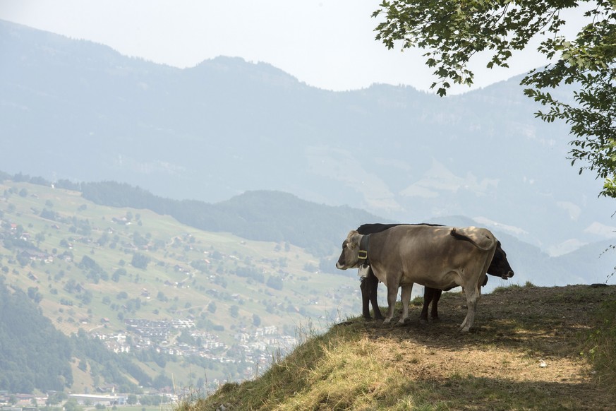 Kühe in Stans am Fusse des Stanserhorns heute Freitag. Die grosse Hitze macht den Tieren zu schaffen.