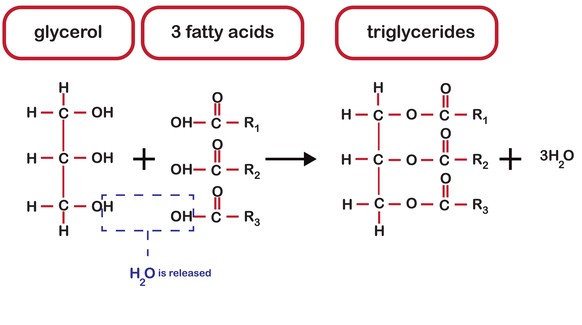 Glyzerin (links) verbindet sich mit drei Fettsäuren (Mitte) und bildet ein Fettmolekül, auch Triglyzerid genannt (rechts). Dabei wird Wasser ausgestossen.