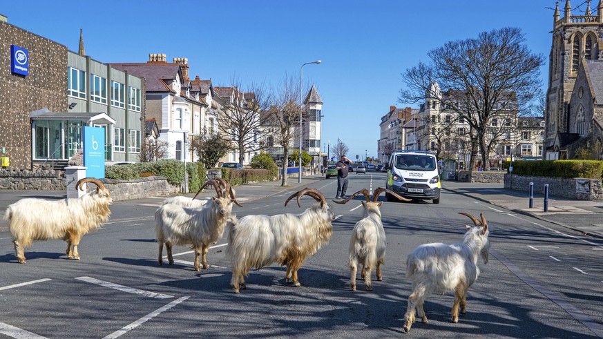 A herd of goats walk the quiet streets in Llandudno, north Wales, Tuesday March 31, 2020. A group of goats have been spotted walking around the deserted streets of the seaside town during the nationwi ...