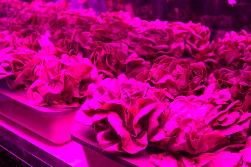 salat UV licht infra rot licht Ultra Violet UV grow lights for growing plants. hydroponics Vegetable Farm. LED lights on for growing plants. essen food