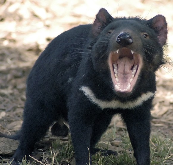 Tasmanischer Teufel
Cute News
http://imgur.com/gallery/jk12sLT