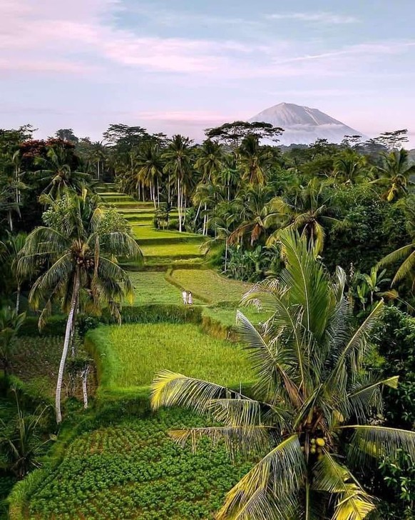 Reisterrassen ohne Touristenscharen: «Bali ist im Landesinnern eine Märchenwelt wie vor 40 Jahren», sagt Jon Zürcher.