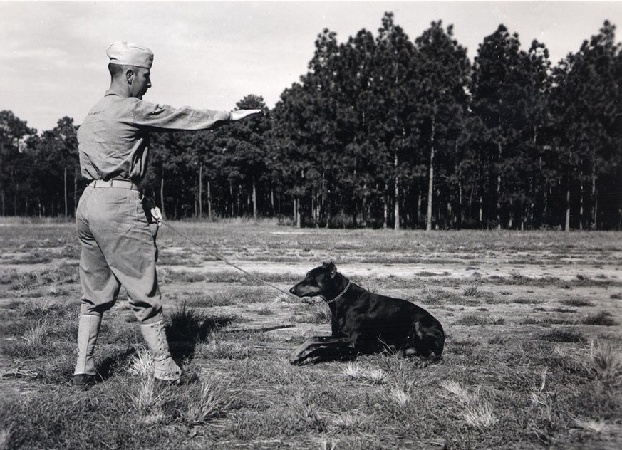 Auf Cat Island werden die Hunde für ihren Kriegseinsatz trainiert, 1942.