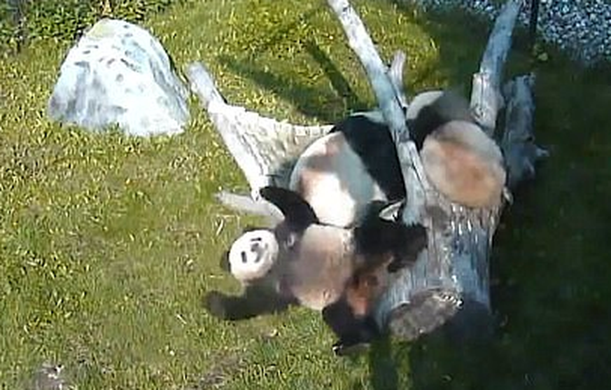 Der Zoo von Toronto hat eine sooo lustige Compilation veröffentlicht, auf der Pandas von allerlei Sachen herunterknallen. Zwei Minuten lang!&nbsp;