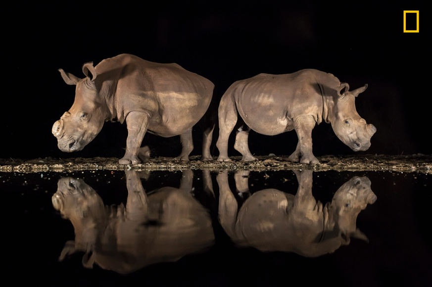 National Geographic &#039;Sporting a new look&#039; These rhinos were dehorned in an effort to save them from poachers. The poaching of rhinos in South Africa has reached crisis level.Alison La