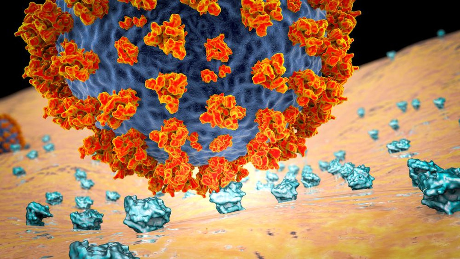 SARS-CoV-2-Virus, das an ACE2-Rezeptoren an einer menschlichen Zelle bindet, das erste Stadium der COVID-19-Infektion, wissenschaftlich genaue 3D-Abbildung