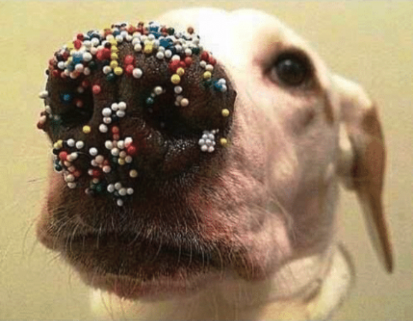 Hund mit Streuseln
Cute News
https://me.me/i/11-telus-7-43-pm-a-christmas-funny-animal-christmas-cookiesp-20621749