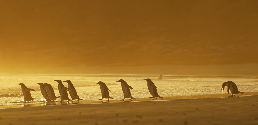 The Comedy Wildlife Photography Awards 2020
Christina Holfelder
Munich
Germany
Phone: 
Email: 
Title: I could puke
Description: This picture was taken on the Falkland Islands at sunrise. A group of pe ...