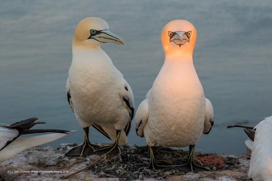 The Comedy Wildlife Photography Awards 2019
Co Grift
Putten
Netherlands

Title: Indecent proposal?....
Description: On the Isle of Helgoland, Germany, the script for this story-telling picture was wri ...