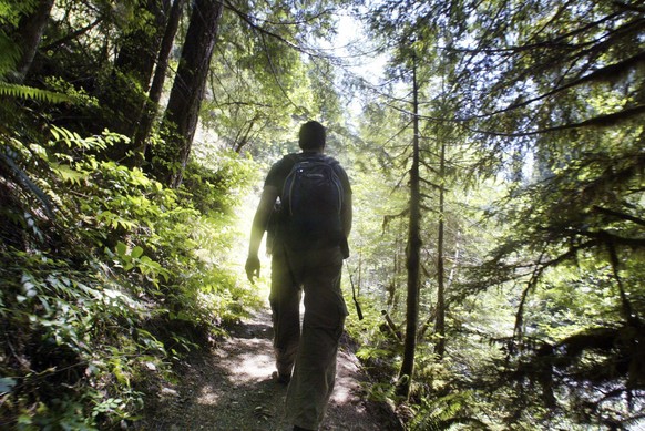 FILE - In this June 25, 2004 file photo, Christopher Mock, 24, walks through old-growth forest during an EcoTours of Oregon Day Tours excursion in the Mt. Hood National Forest, Ore. More than 75 scien ...