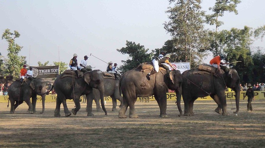 Elephant polo elefanten polo sport indien nepal https://en.wikipedia.org/wiki/Elephant_polo#/media/File:Hattipolo.jpg