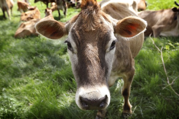 FILE - In this May 8, 2018, filephoto, a Jersey cow feeds in a field on the Francis Thicke organic dairy farm in Fairfield, Iowa. Burger King is announcing its work to help address a core industry cha ...