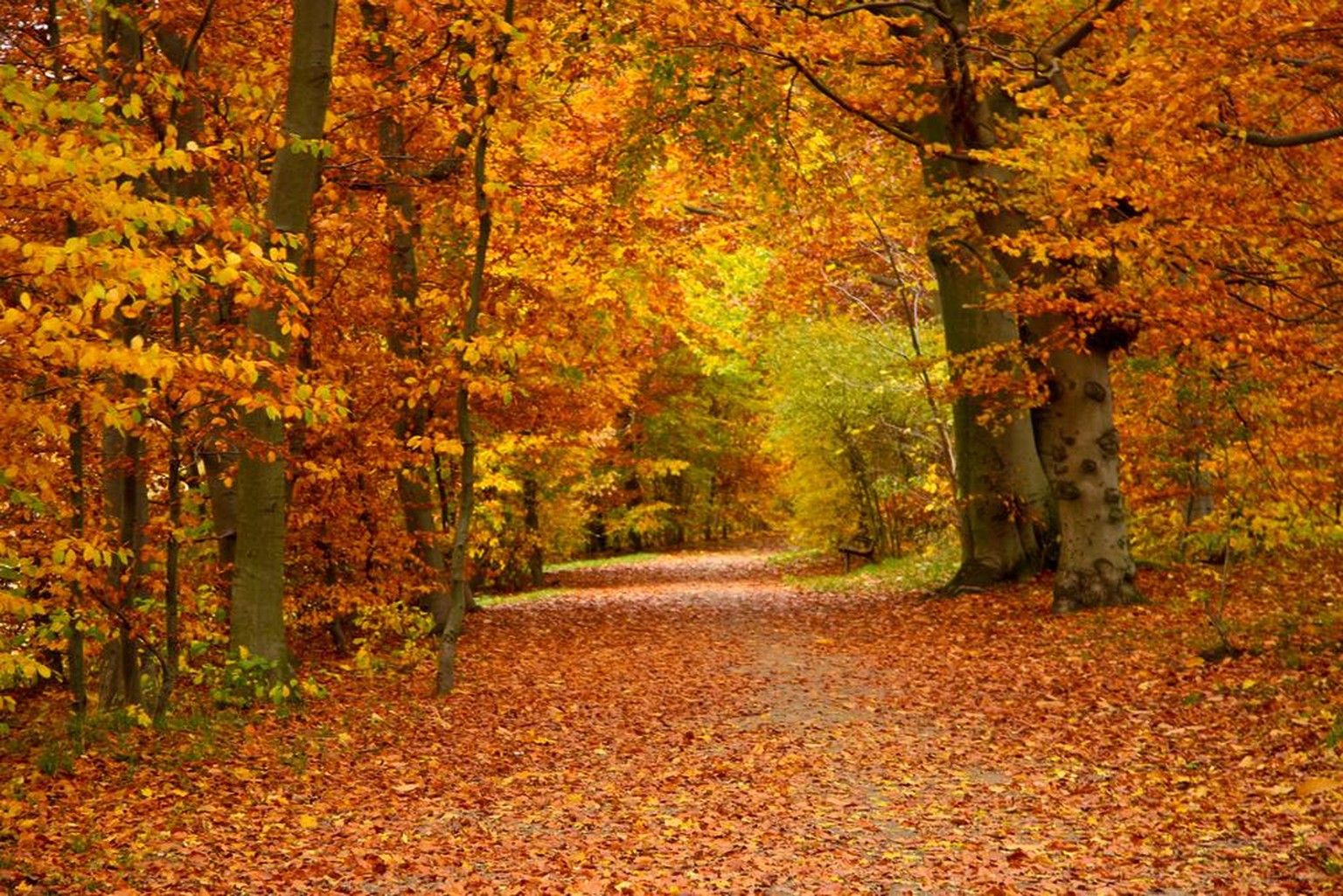 Herbst, Bäume mit gelb-rot verfärbten Blättern, Herbstlaub (Symbolbild)