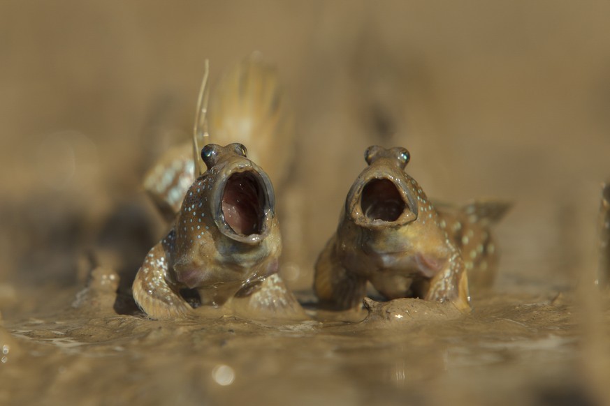 The Comedy Wildlife Photography Awards 2017
Daniel Trim
Hitchin
United Kingdom

Title: Mudskipper&#039;s Got Talent
Caption: Two mudskippers sing their hearts out on tidal mudflats
Description: Two mu ...