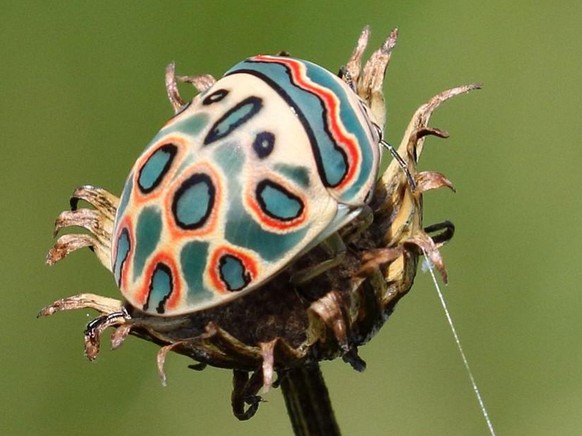 Picasso Bug Sphaerocoris annulus