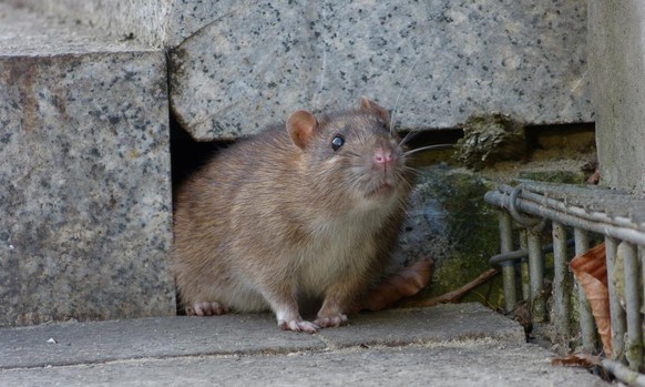 Chicago hat mit einer Rattenplage zu kämpfen