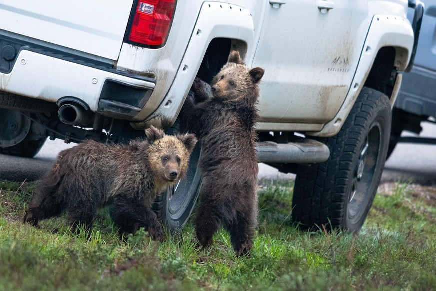 The Comedy Wildlife Photography Awards 2020
Kay Kotzian
Muskegon
United States
Phone: 
Email: 
Title: I think this tire&#039;s gonna be flat
Description: Grizzly tire service. Questionable ethics.
Ani ...